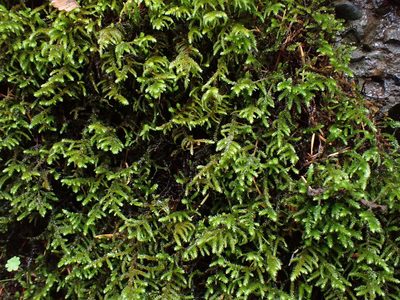 Antitrichia californica, photographed by Randal