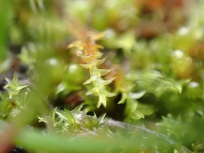 Triquetrella californica, photographed by Randal