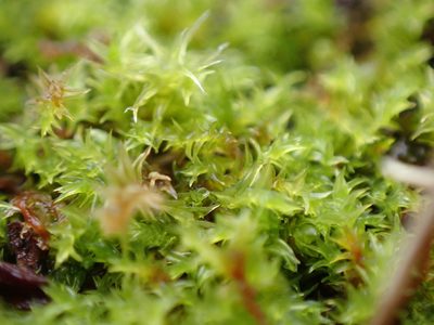 Triquetrella californica, photographed by Randal