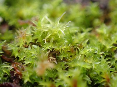 Triquetrella californica, photographed by Randal