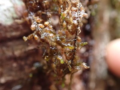 Frullania nisquallensis, photographed by Randal