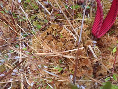 Sphagnum fuscum, photographed by Randal