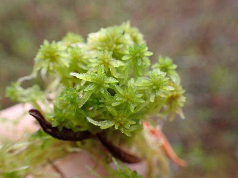 Sphagnum pacificum, photographed by Randal