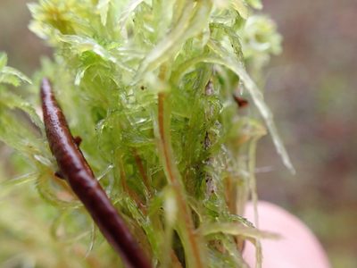 Sphagnum pacificum, photographed by Randal