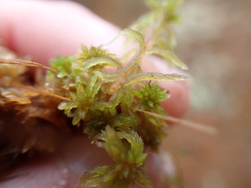 Sphagnum tenellum, photographed by Randal