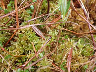 Sphagnum tenellum, photographed by Randal
