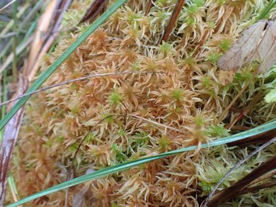 Sphagnum teres, photographed by Randal
