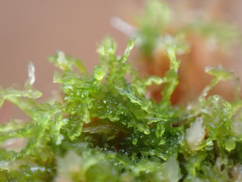 Fuscocephaloziopsis lunulifolia, photographed by Randal