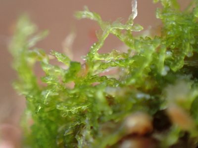 Fuscocephaloziopsis lunulifolia, photographed by Randal