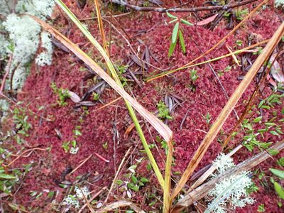 Sphagnum capillifolium, photographed by Randal