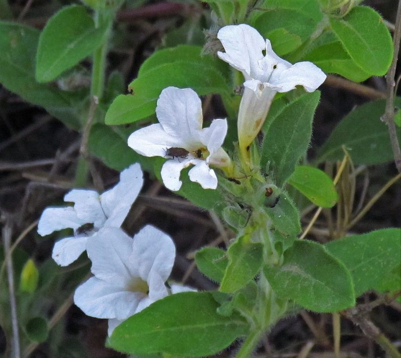 Ruellia geminiflora, photographed by Hugo Hulsberg