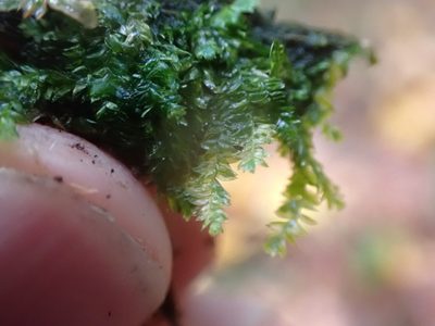 Plagiothecium denticulatum, photographed by Randal