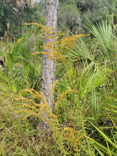Solidago tortifolia, photographed by Jay Horn