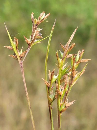 Scleria muehlenbergii, photographed by Jay Horn