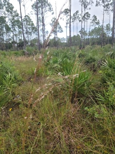 Andropogon stolonifer, photographed by Jay Horn