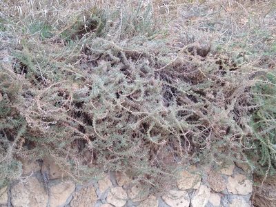 Bassia prostrata, photographed by Anna Petrosyan