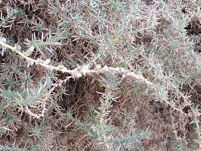Bassia prostrata, photographed by Anna Petrosyan