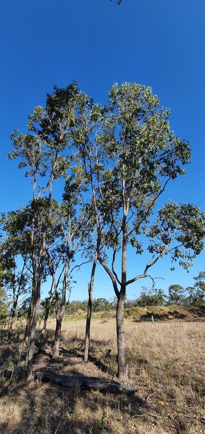 Eucalyptus populnea, photographed by Bethlea Bell
