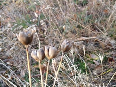 Petrorhagia prolifera, photographed by Anna Petrosyan