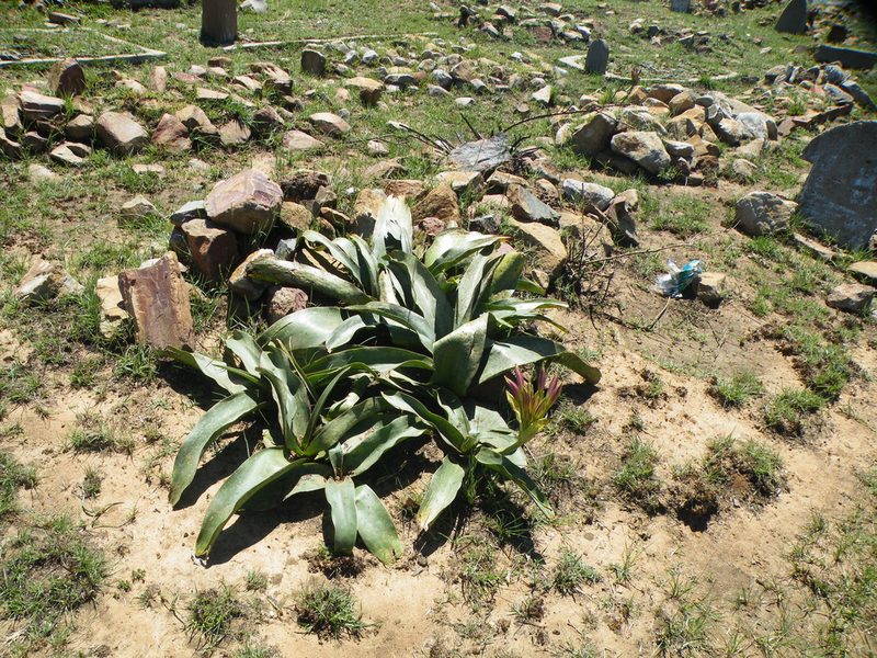 Crinum graminicola, photographed by Antoinette Eyssell Knox