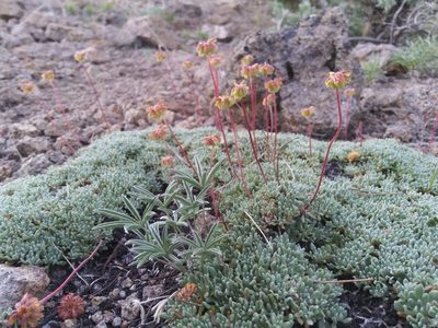 Eriogonum caespitosum, photographed by Laura Holloway