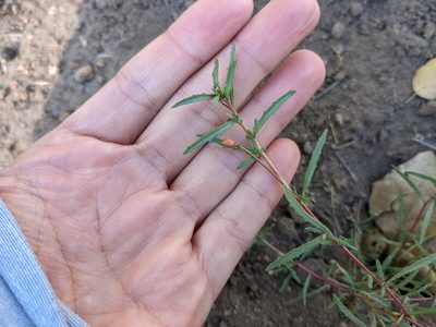 Camissonia strigulosa, photographed by sdash