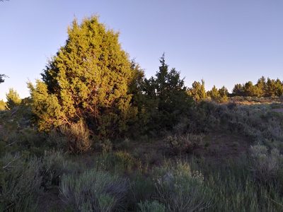 Juniperus occidentalis, photographed by Laura Holloway
