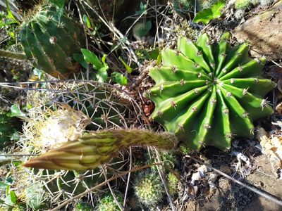 Echinopsis oxygona, photographed by Noelia