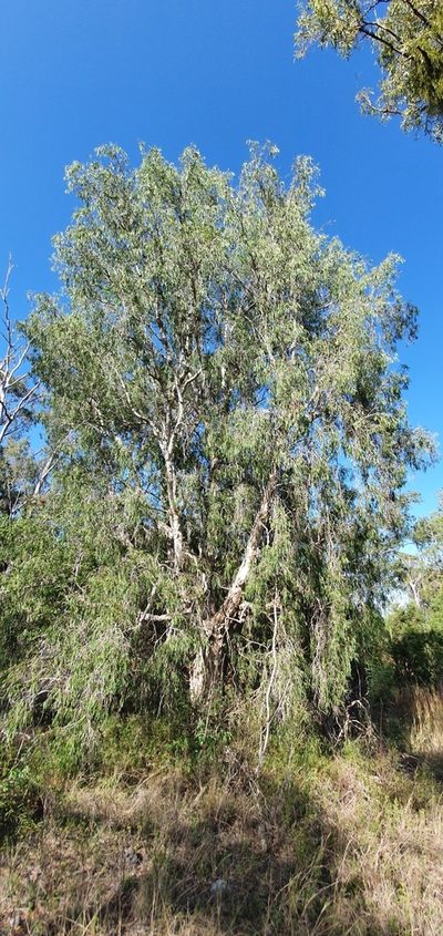 Melaleuca fluviatilis, photographed by Bethlea Bell