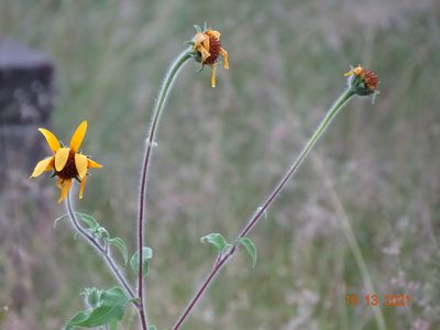 Tithonia tubaeformis, photographed by Luis F. Ramírez