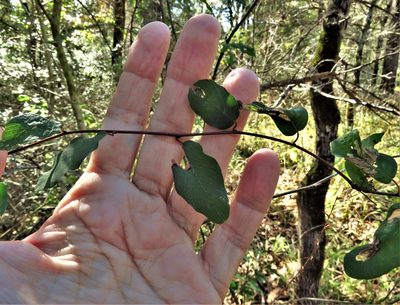Berchemia scandens, photographed by Annika Lindqvist