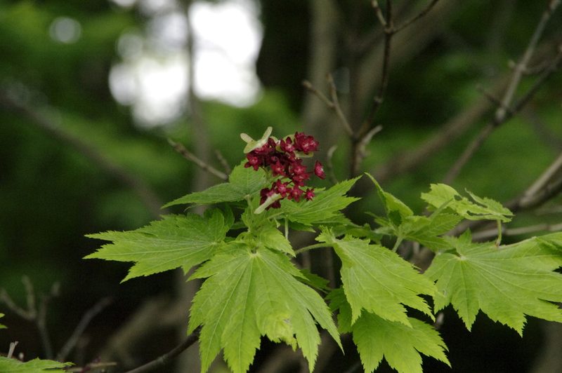 Acer japonicum, photographed by Eric Knight