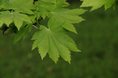 Acer japonicum, photographed by Eric Knight