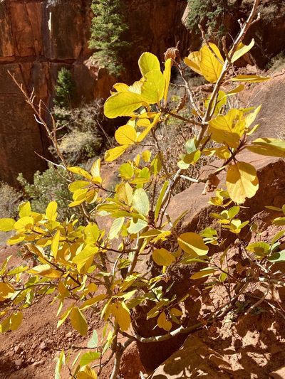 Frangula obovata, photographed by Bob Walker