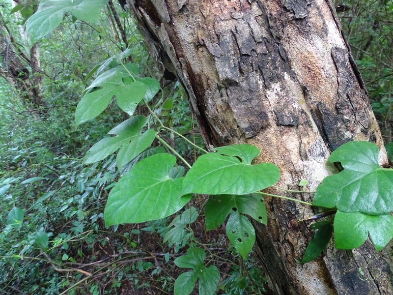 Ipomoea peteri, photographed by Alexis López Hernández