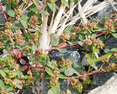 Euphorbia humistrata, photographed by Wendy McCrady