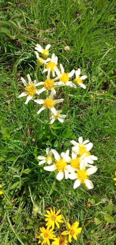 Calea cymosa, photographed by Edson Luis Fabro Gasperin