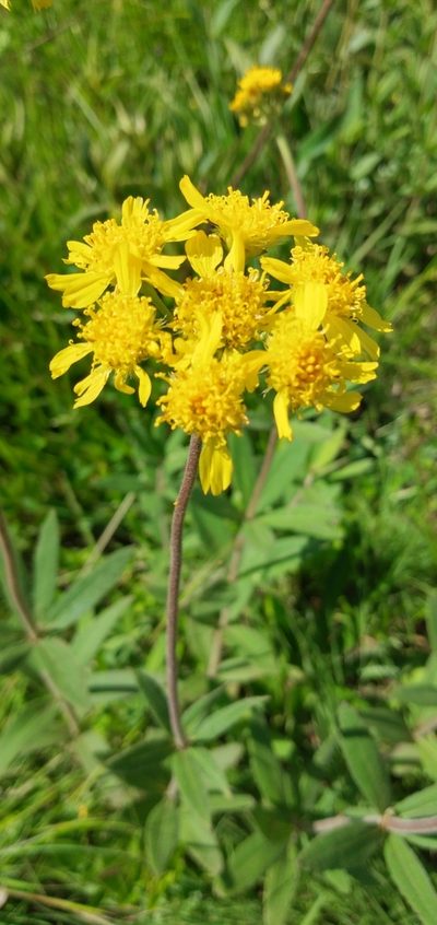 Calea cymosa, photographed by Edson Luis Fabro Gasperin