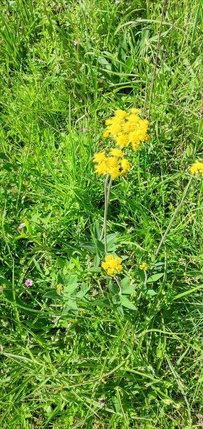 Calea cymosa, photographed by Edson Luis Fabro Gasperin