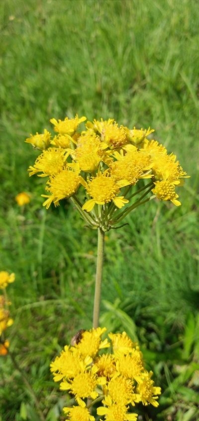 Calea cymosa, photographed by Edson Luis Fabro Gasperin