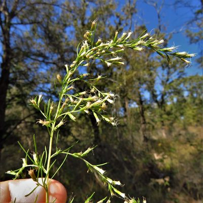Baccharis neglecta, photographed by Annika Lindqvist