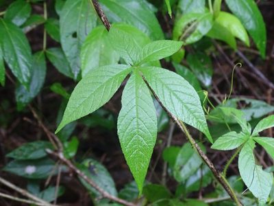 Distimake aegyptius, photographed by Alexis López Hernández