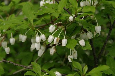 Enkianthus perulatus, photographed by Eric Knight
