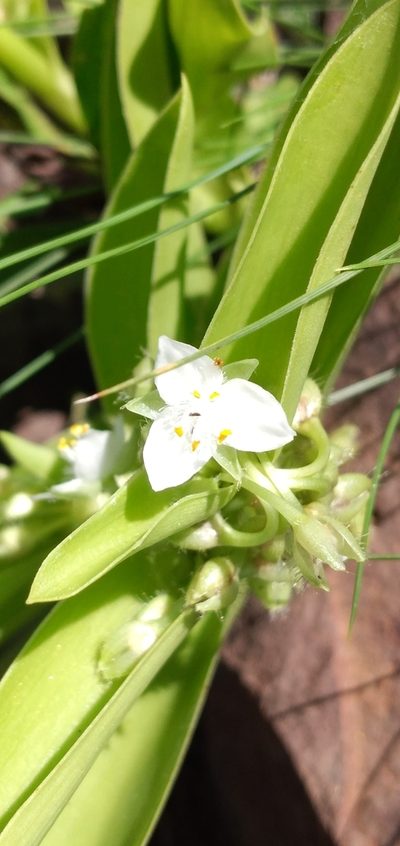 Tradescantia crassula, photographed by Edson Luis Fabro Gasperin