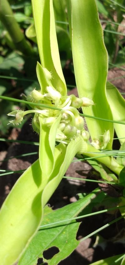 Tradescantia crassula, photographed by Edson Luis Fabro Gasperin