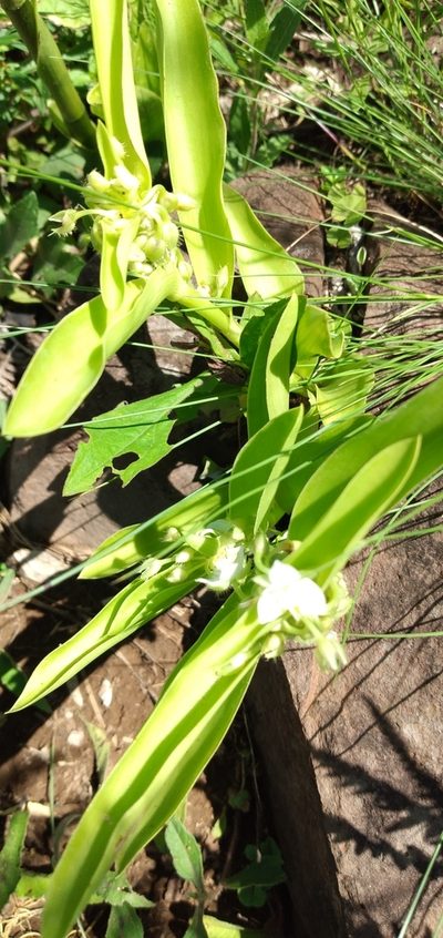 Tradescantia crassula, photographed by Edson Luis Fabro Gasperin