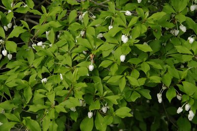 Enkianthus perulatus, photographed by Eric Knight