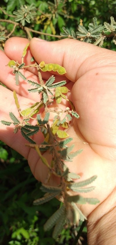 Mimosa pilulifera, photographed by Edson Luis Fabro Gasperin