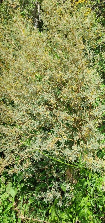 Mimosa pilulifera, photographed by Edson Luis Fabro Gasperin