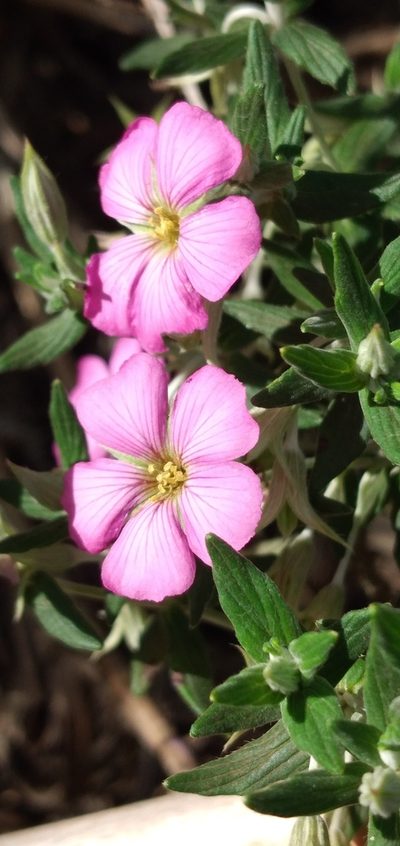 Viviania albiflora, photographed by Edson Luis Fabro Gasperin